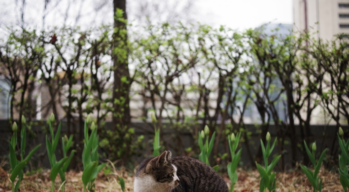 Cleaners accused of killing injured cat on street