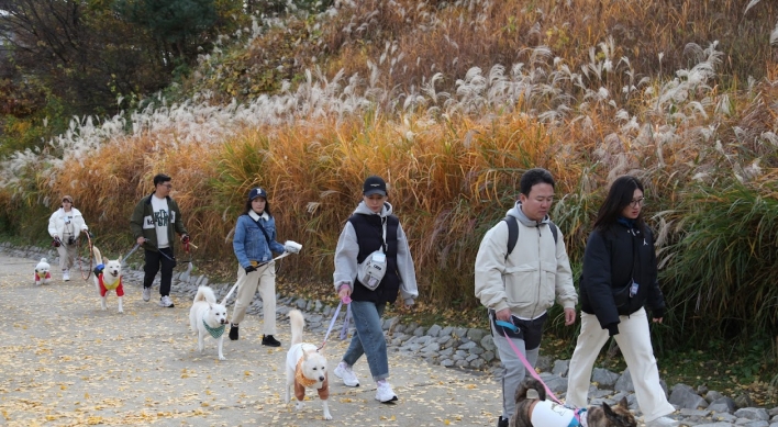 German shephards and French poodles... What about Korean Jindo?