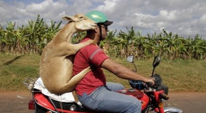 Man carries lamb on motorcycle