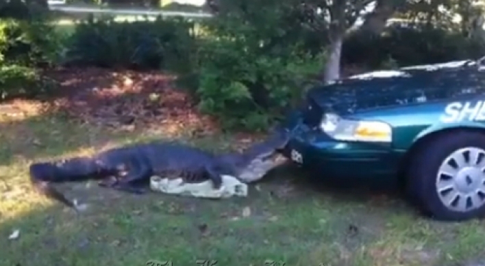 Alligator fights police car