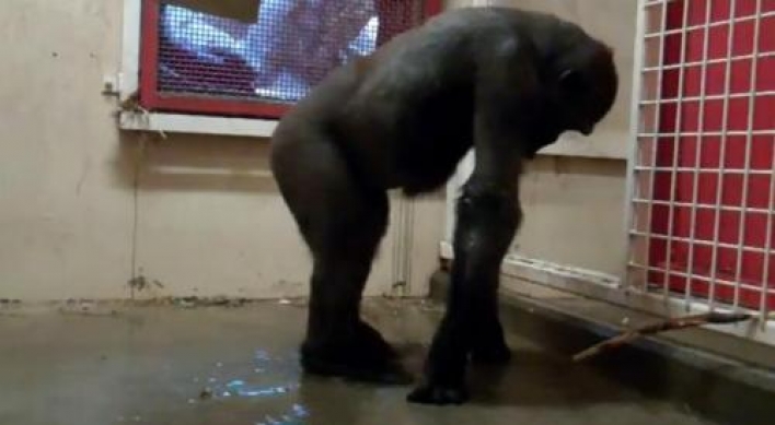 Dancing gorilla becomes world star