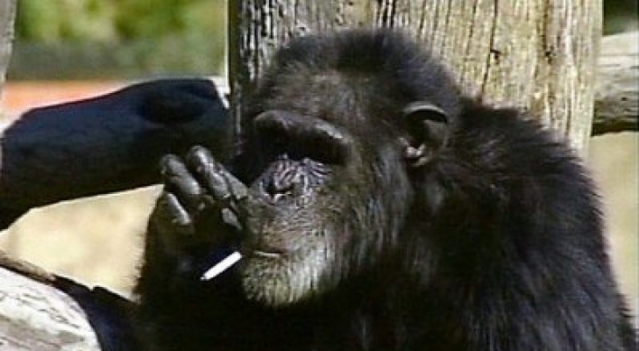 Booie, the smoking chimpanzee, dies at 44