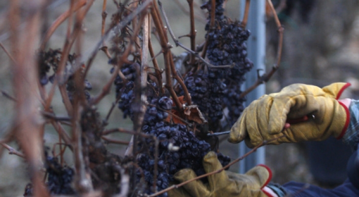 Arctic wave saves Czech ice wine production