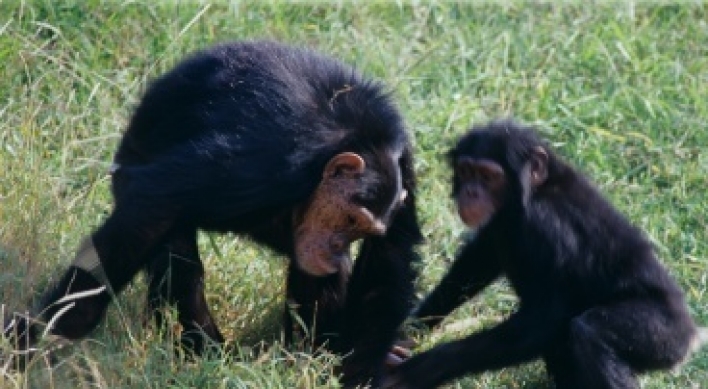 Chimps have ‘police,’ too