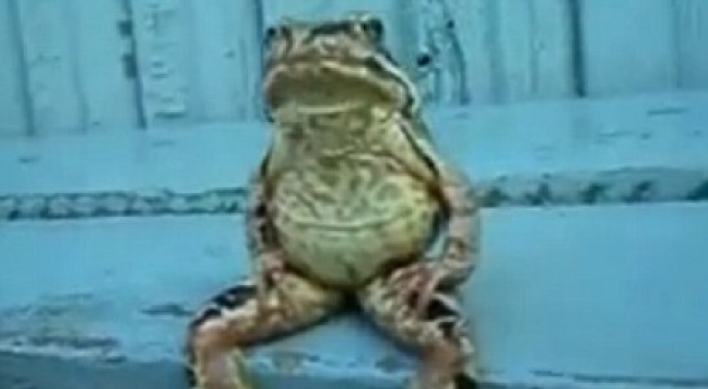 Human-like frog takes a break