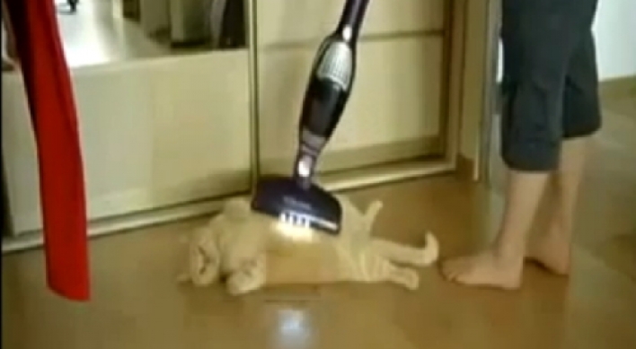 Video shows massive cat enjoying good vacuum