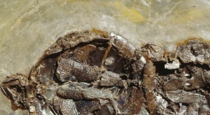 Scientists find turtles fossilized while mating