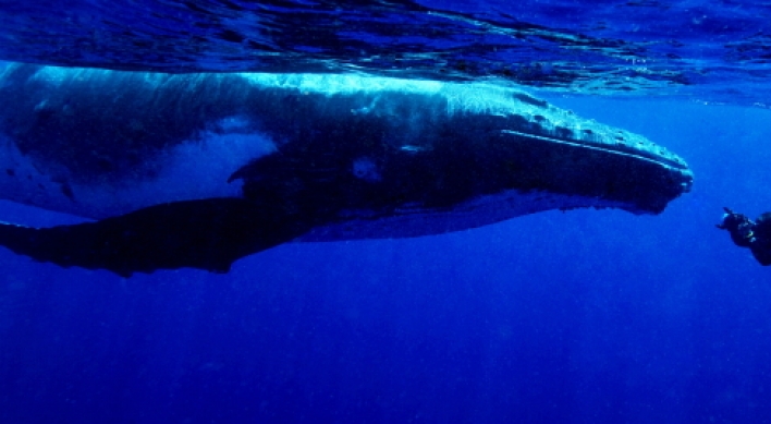Capturing man’s encounters with  ocean giants