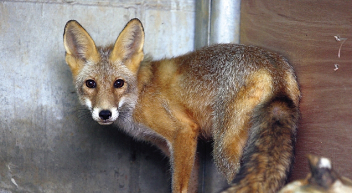 Red foxes to be released into wild