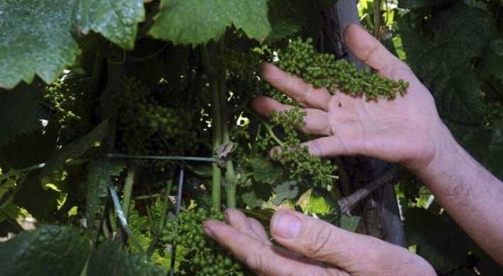Topsy-turvy weather frustrates winemakers