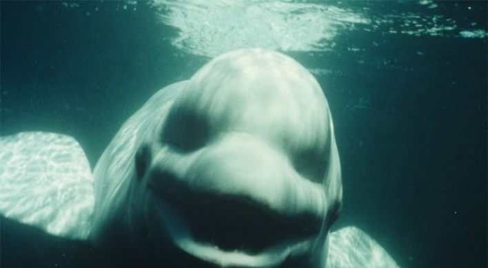 Study: Male beluga whale mimics human speech