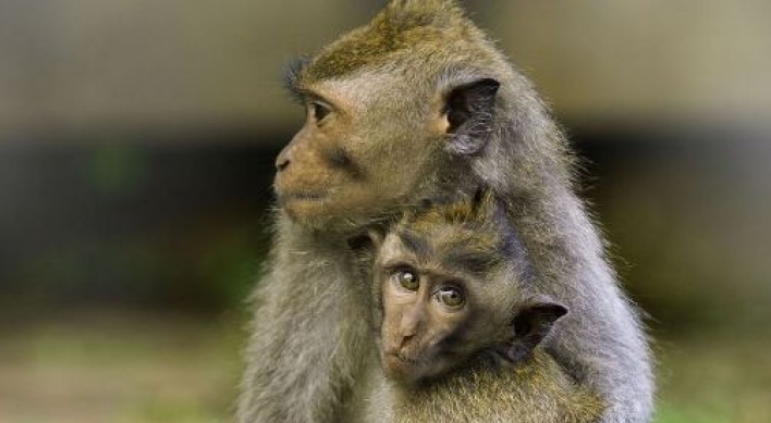 Simian sex: Monkey seen, monkey doesn't