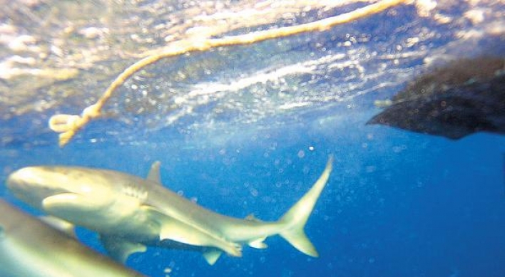 Jump in a shark cage off Hawaii?  Yes, people really pay to do this