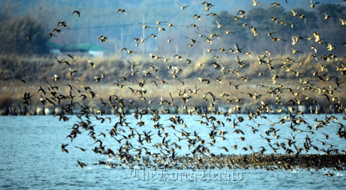 Action needed to save migratory birds