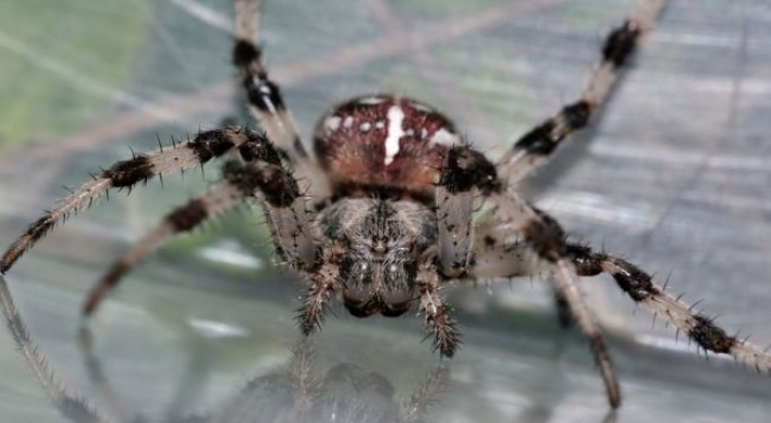 Deadly spiders mistakenly shipped to U.K.