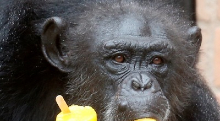Apes have a sense of fairness: report