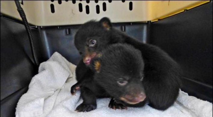 Bear cubs found in box at roadside