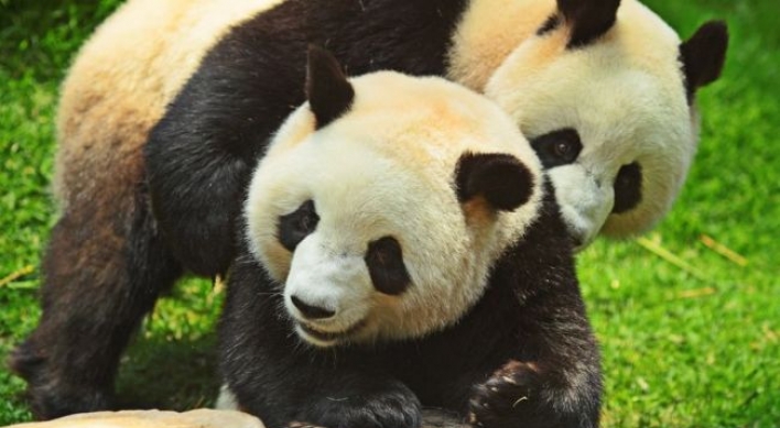 Chinese zoo shows pandas ‘porn’ to get them mating