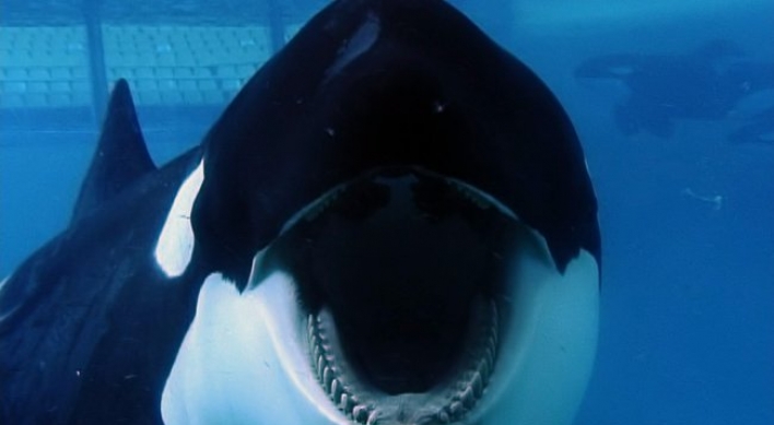 SeaWorld gets a black eye in new documentary