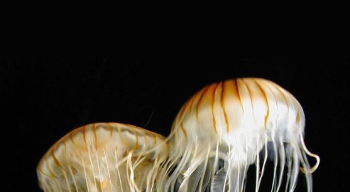 Alert issued on toxic jellyfish hitting Korean shores