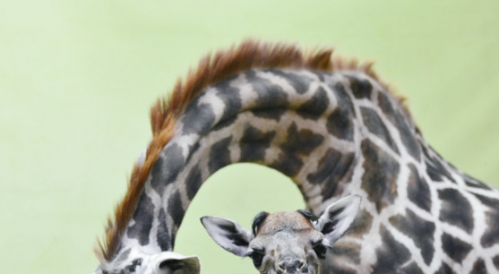 Everland giraffe breaks calf record
