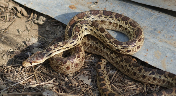 하수구에서 살아있는 뱀 둥지 발견