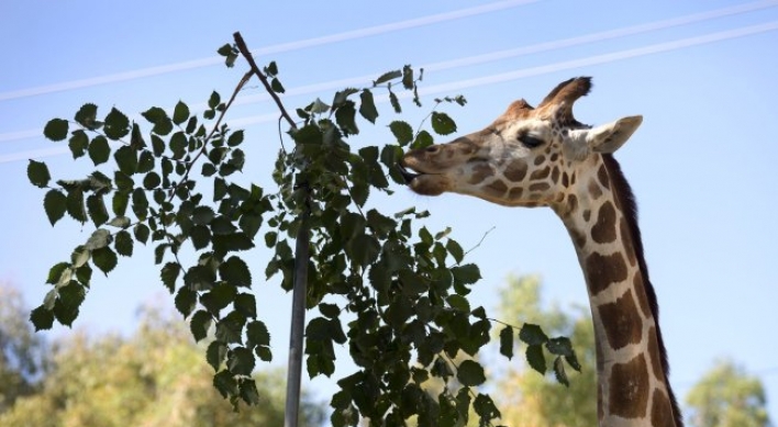 Sacramento Zoo wants your yard waste