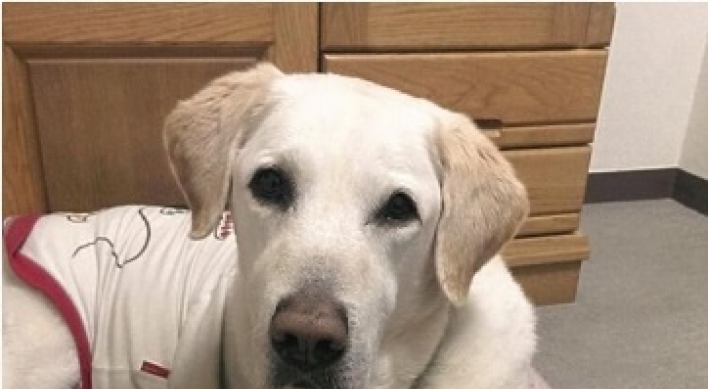 Guide dog endures pain of stabbing in silence