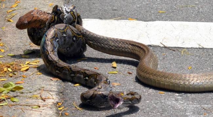 대학 內 거대 코브라 vs. 비단뱀