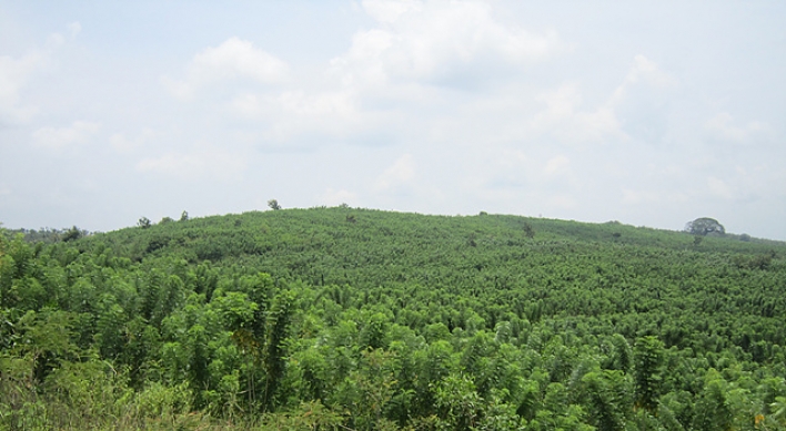 KFS fosters forest biomass plantation in Indonesia
