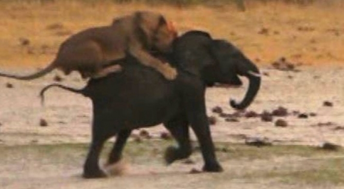 사자와 거대 코끼리의 혈투…반전결과? (영상)