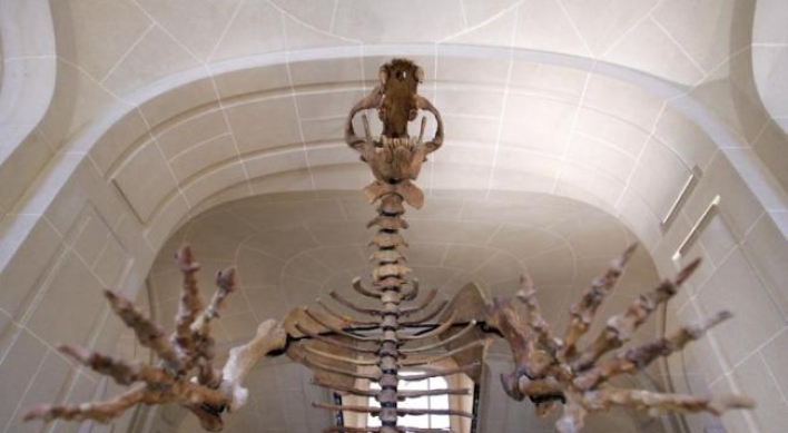 Bear bone discovery rewrites human history in Ireland