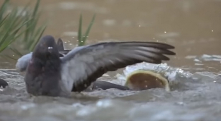 비둘기 먹는 메기 영상 58초에....'대박'