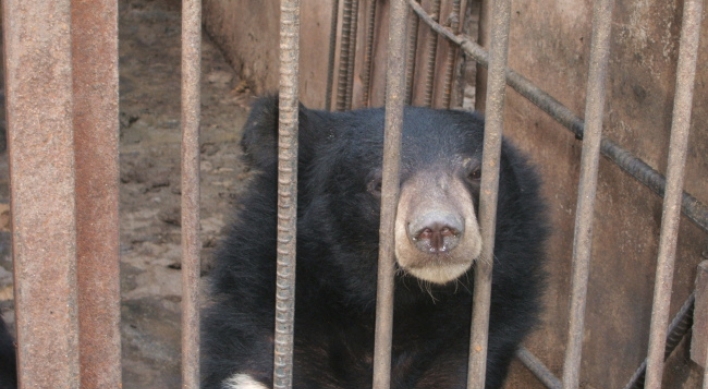 Couple seeks to end bear bile trade in Korea, build sanctuaries
