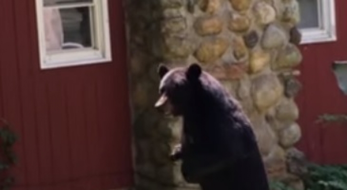 (영상) 두 발로 동네 활보하는 곰, ‘그대로 놔둬야’