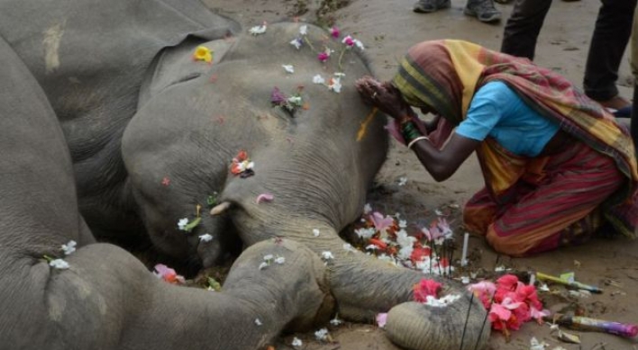 인도에서 감전사한 코끼리 2마리에 추모 물결