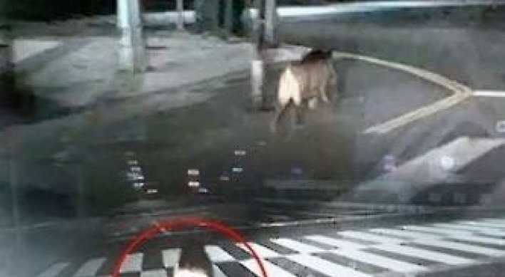 Wild boar shot in Uijeongbu, another missing