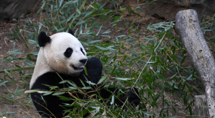 DC panda fans bam-boo-hoo as US-born cub leaves for China