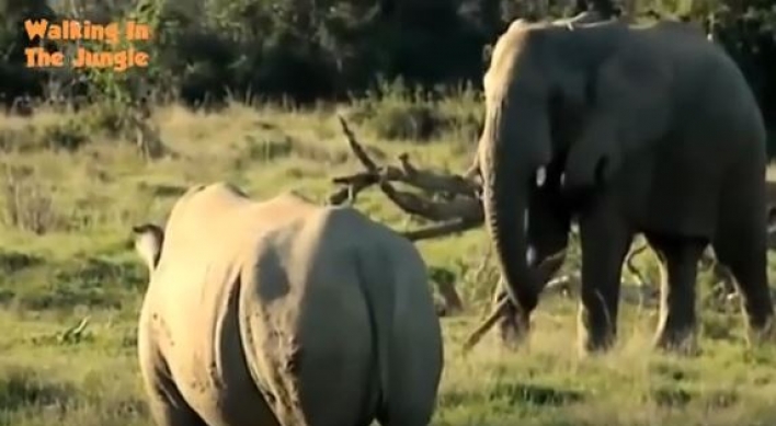 (영상) 코끼리vs코뿔소...승자는 과연?