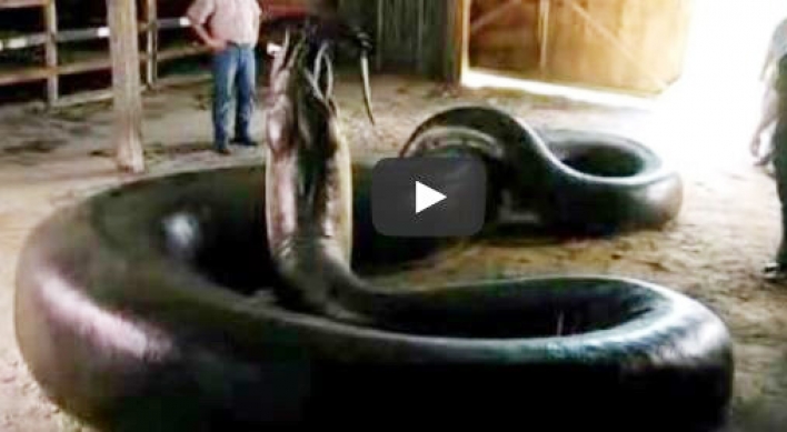 (영상) 세상최대 아나콘다 20마리