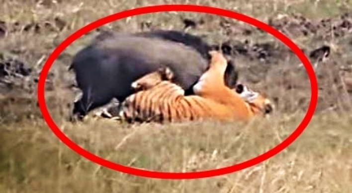 (영상) 멧돼지 괴력에 당황한 호랑이...‘괜히 덤볐나’