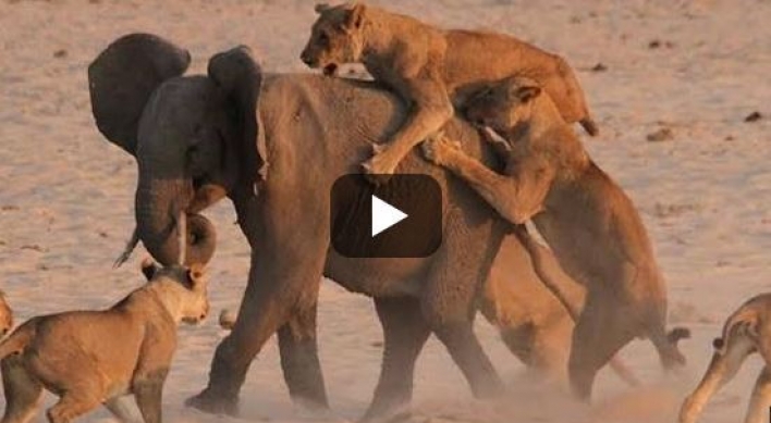 (영상) 사자 14:1 코끼리