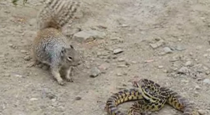 다람쥐 vs 뱀... 먹이사슬 ‘파괴’ 대결
