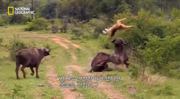 (영상) 귀싸대기 맞은 사자 '세렝게티 창공을 날다'