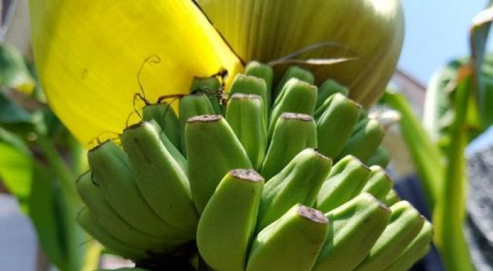 온난화 한국, ‘바나나 재배국’ 되나