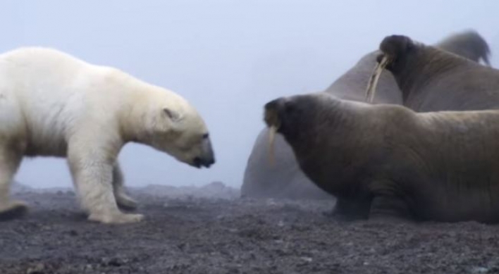 (영상) 북극곰의 초라한 공격...'초췌한 몰골'
