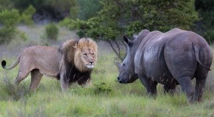 (영상) 사자 통한의 패...잠자는 ‘코뿔소 코털’ 건드려