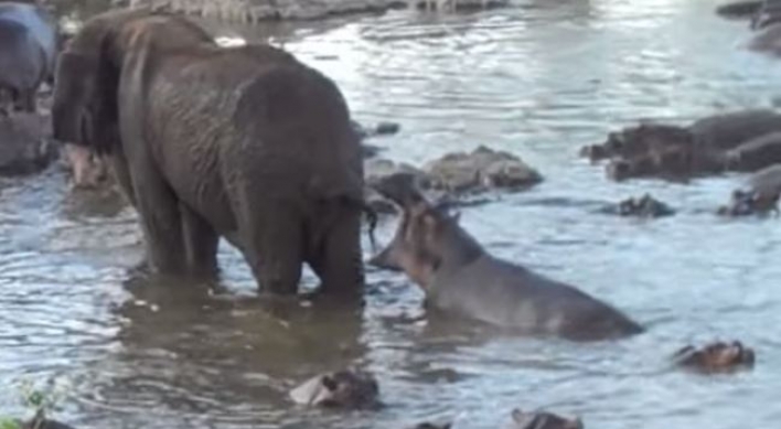 (영상) 코끼리 발에 맞은 하마 두개골이...