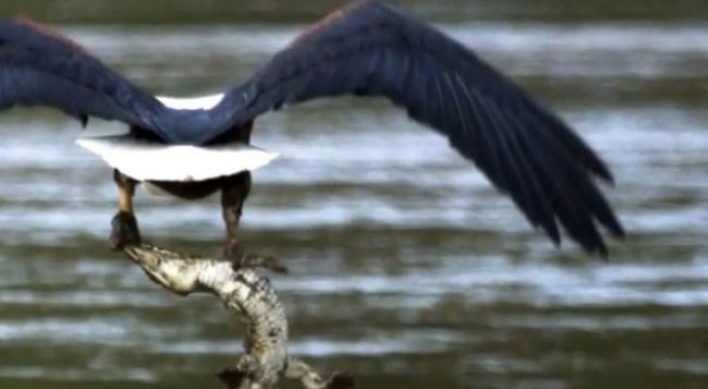 (영상) 독수리 대 악어, 서로 ‘먹고 먹히다’