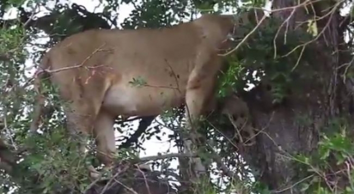 (영상) 나무 위로 도망친 사자...죽음의 공포